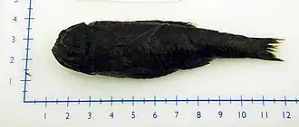 Melamphaes longivelis