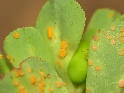 Uredinia op kroontjeskruid