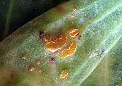 Uredinia op  Linum monogynum var. chathamicum