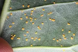 Uredinia op populier