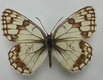 Melanargia parce