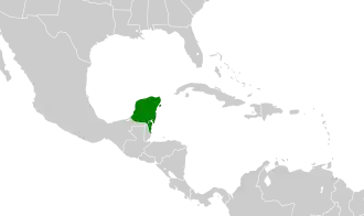 Yucatánspecht