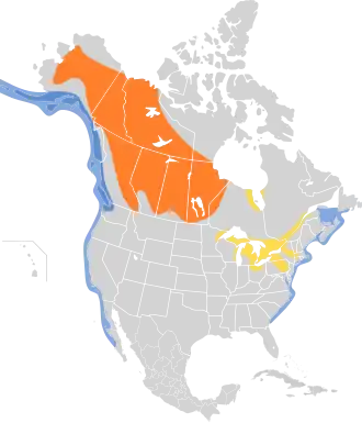 Amerikaanse grote zee-eend