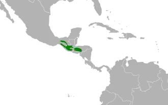 Blauw-witte spotlijster