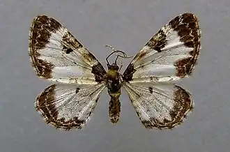 Melanthia alaudaria