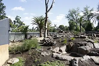 Verblijf voor mantelbavianen