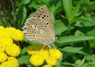 Polyommatus daphnisGetand blauwtje