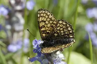 Veldparelmoervlinder