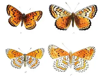 Melitaea chitralensis
