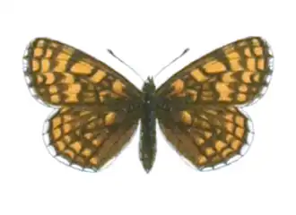 Mellicta centralasiae