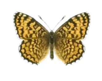 Melitaea punica