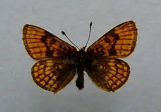 Alpenparelmoervlinder