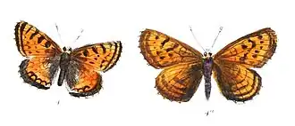 Mellicta sikkimensis