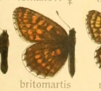 Oostelijke parelmoervlinder