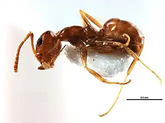 Melophorus marius