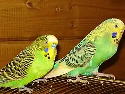 De grasparkiet (op de foto een man en pop) heeft twee tenen naar voren en twee tenen naar achteren