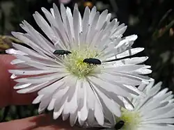 Melyris-soort, onderfamilie Melyrinae