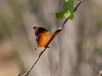 Cymatogramma echemus