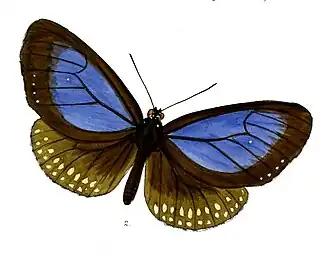 Euploea modesta