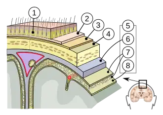 1=huid, 2=aponeurose, 3=beenvlies, 4=schedel,5=hersenvliezen: 6=hard hersenvlies, 7=spinnenwebvlies, 8=zacht hersenvlies
