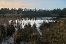 Ven in het noordelijke deel van het Mensingebos