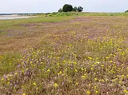 Uitzonderlijk bloem- en kleurrijk zomeraspect van de subassociatie met akkerkers