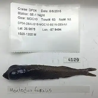 Mentodus facilis