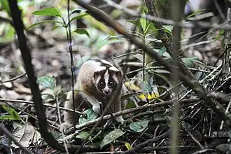 Nycticebus javanicus