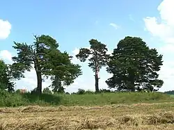 Dennen. Bij deze bomen ligt een in onbruik geraakt kerkhof