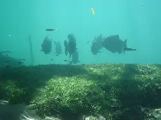 Piaractus mesopotamicus