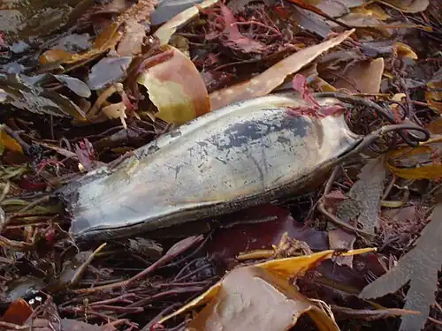 Een eicapsule van een verpleegsterhaai