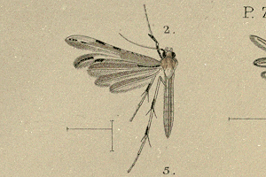 Merrifieldia bystropogonis
