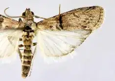 Merulempista cingillella