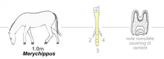 Merychippus