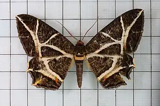 Erebomorpha