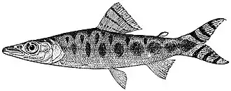 Mesoborus crocodilus