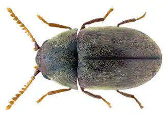 Mesocoelopus collaris