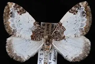 Mesoleuca ruficilliata