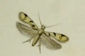 Mesophleps oxycedrella