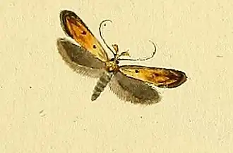 Mesophleps silacella