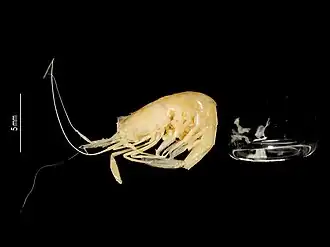 Mesopontonia gracilicarpus