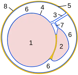 Dwarsdoorsnede testikel. 1 Teelbal, 2 Bijbal, 3 Mesorchium, 4 Viscerale laag van tunica vaginalis, 5 Pariëtale laag van tunica vaginalis, 6 Vaginale holte, 7 Mesepididymis, 8 Fascia spermatica interna