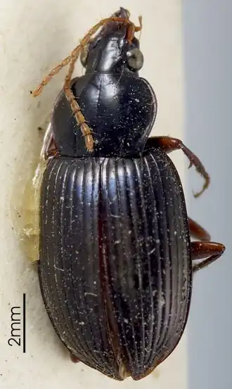 Metabacetus immarginatus