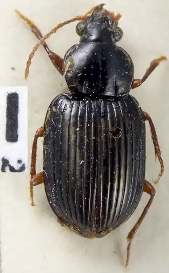 Metabacetus perakianus