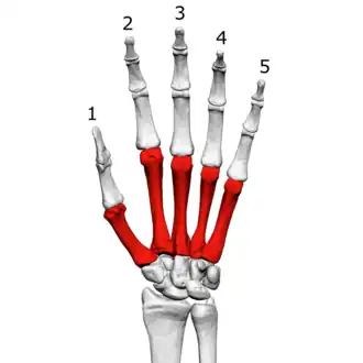 ■&nbsp;Middenhandsbeentjes