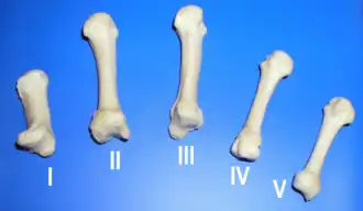 {Middenhandsbeentjes genummerd