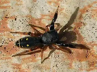 Metacyrba punctata