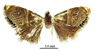 Metaeuchromius circe