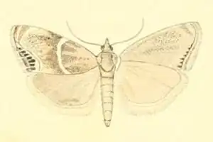 Metaeuchromius lata