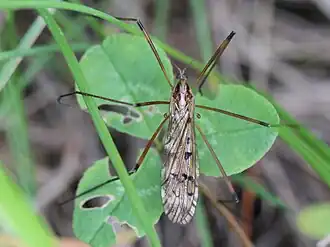 Metalimnobia (Metalimnobia) tenua
